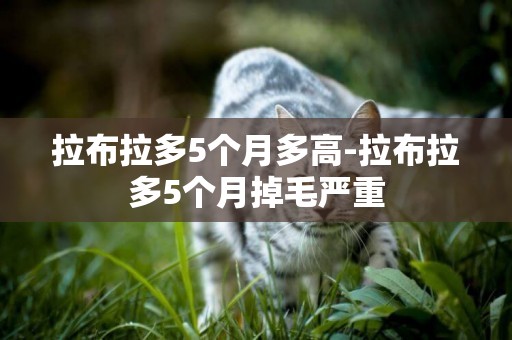 拉布拉多5個月多高-拉布拉多5個月掉毛嚴重