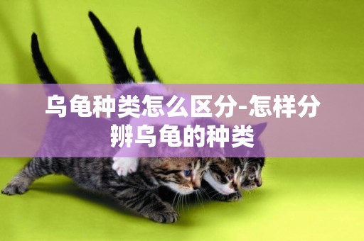 烏龜種類怎么區分-怎樣分辨烏龜的種類