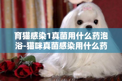 育貓感染1真菌用什么藥泡浴-貓咪真菌感染用什么藥