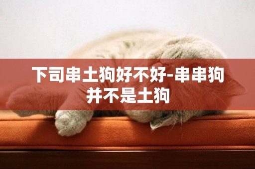 下司串土狗好不好-串串狗并不是土狗