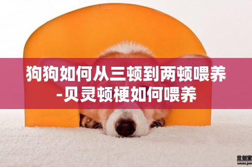 狗狗如何從三頓到兩頓喂養-貝靈頓梗如何喂養