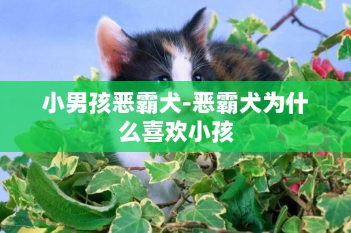 小男孩惡霸犬-惡霸犬為什么喜歡小孩