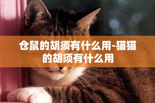 倉鼠的胡須有什么用-貓貓的胡須有什么用