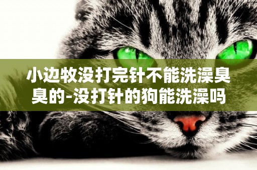 小邊牧沒打完針不能洗澡臭臭的-沒打針的狗能洗澡嗎