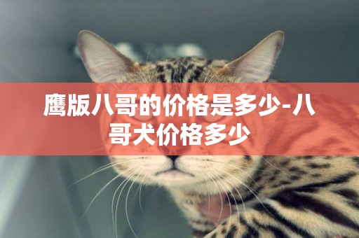 鷹版八哥的價格是多少-八哥犬價格多少