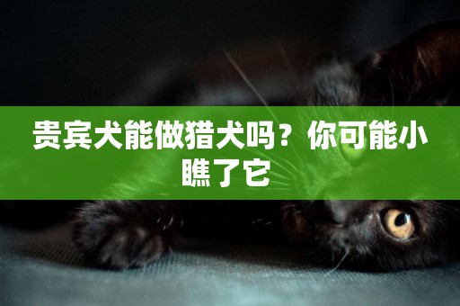 貴賓犬能做獵犬嗎？你可能小瞧了它 
