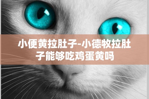 小便黃拉肚子-小德牧拉肚子能夠吃雞蛋黃嗎