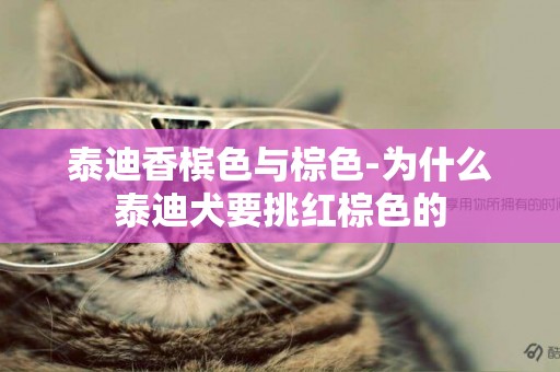 泰迪香檳色與棕色-為什么泰迪犬要挑紅棕色的