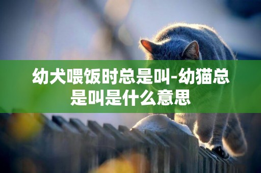 幼犬喂飯時總是叫-幼貓總是叫是什么意思