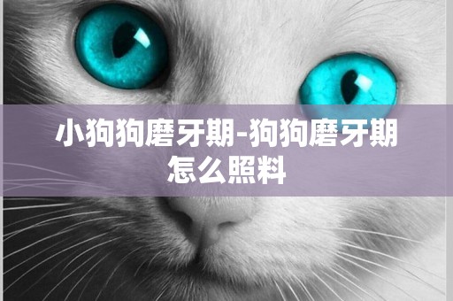 小狗狗磨牙期-狗狗磨牙期怎么照料