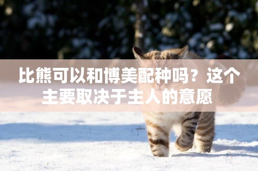 比熊可以和博美配種嗎？這個主要取決于主人的意愿 