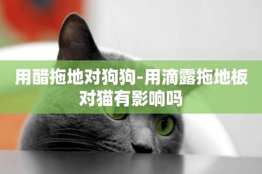 用醋拖地對狗狗-用滴露拖地板對貓有影響嗎