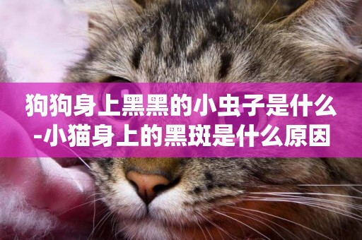 狗狗身上黑黑的小蟲子是什么-小貓身上的黑斑是什么原因