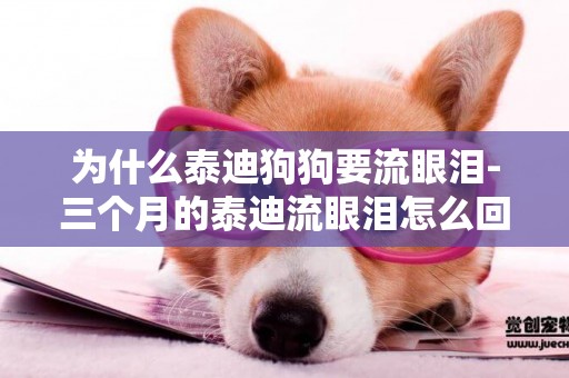 為什么泰迪狗狗要流眼淚-三個月的泰迪流眼淚怎么回事
