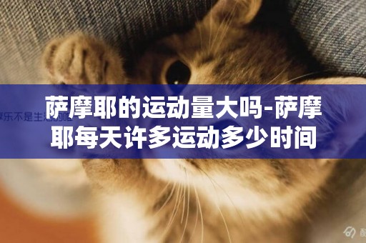 薩摩耶的運動量大嗎-薩摩耶每天許多運動多少時間