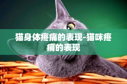 貓身體疼痛的表現-貓咪疼痛的表現