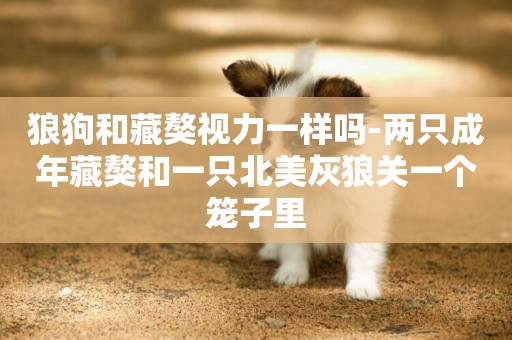 狼狗和藏獒視力一樣嗎-兩只成年藏獒和一只北美灰狼關一個籠子里