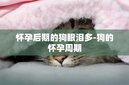 懷孕后期的狗眼淚多-狗的懷孕周期