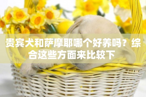 貴賓犬和薩摩耶哪個好養嗎？綜合這些方面來比較下 
