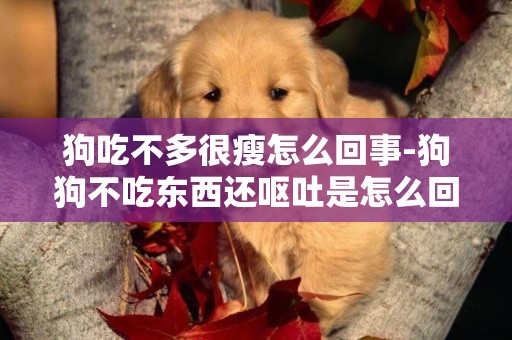狗吃不多很瘦怎么回事-狗狗不吃東西還嘔吐是怎么回事
