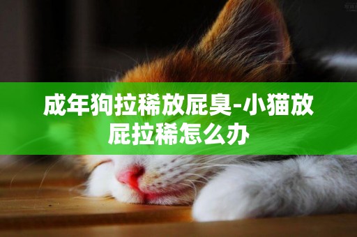 成年狗拉稀放屁臭-小貓放屁拉稀怎么辦