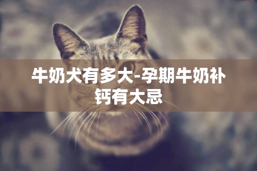 牛奶犬有多大-孕期牛奶補鈣有大忌