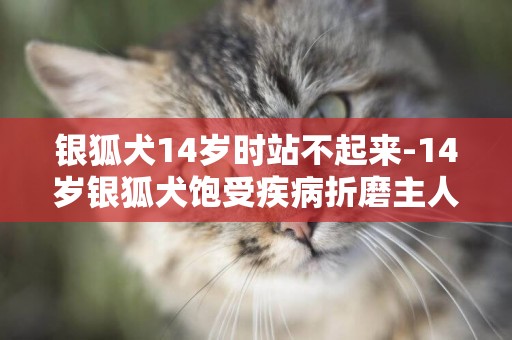 銀狐犬14歲時站不起來-14歲銀狐犬飽受疾病折磨主人舍不得放手