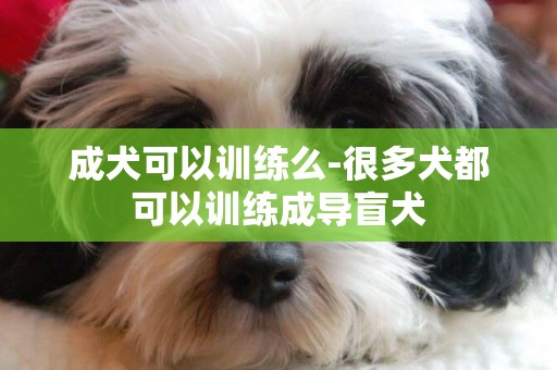 成犬可以訓練么-很多犬都可以訓練成導盲犬