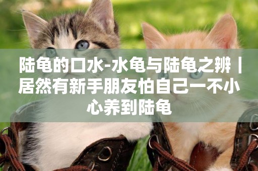 陸龜的口水-水龜與陸龜之辨｜居然有新手朋友怕自己一不小心養到陸龜
