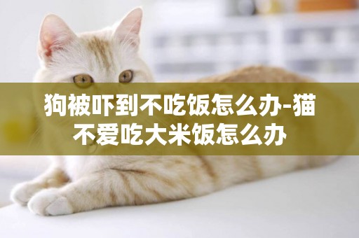 狗被嚇到不吃飯怎么辦-貓不愛吃大米飯怎么辦