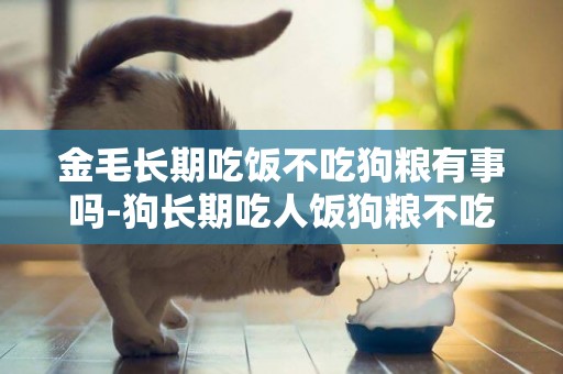 金毛長期吃飯不吃狗糧有事嗎-狗長期吃人飯狗糧不吃