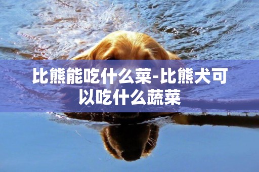 比熊能吃什么菜-比熊犬可以吃什么蔬菜