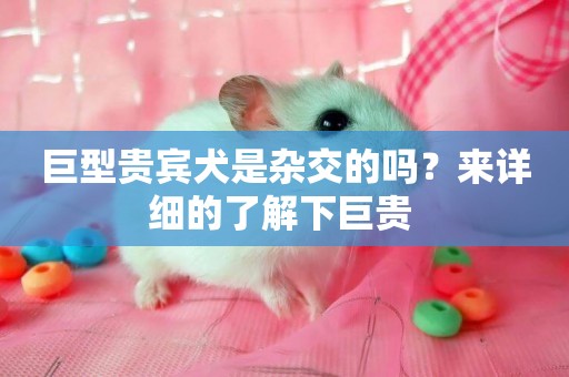 巨型貴賓犬是雜交的嗎？來詳細的了解下巨貴 