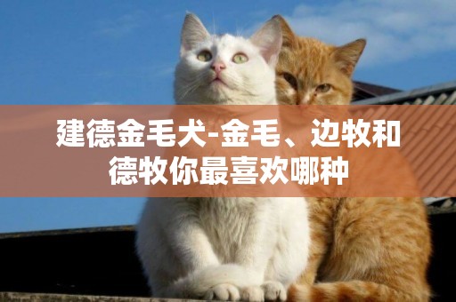 建德金毛犬-金毛、邊牧和德牧你最喜歡哪種