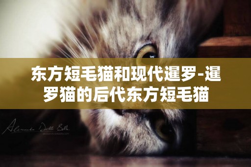 東方短毛貓和現代暹羅-暹羅貓的后代東方短毛貓