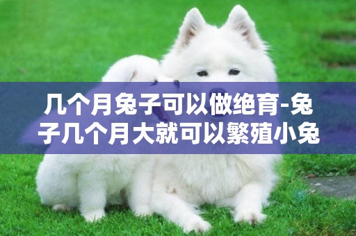 幾個月兔子可以做絕育-兔子幾個月大就可以繁殖小兔子