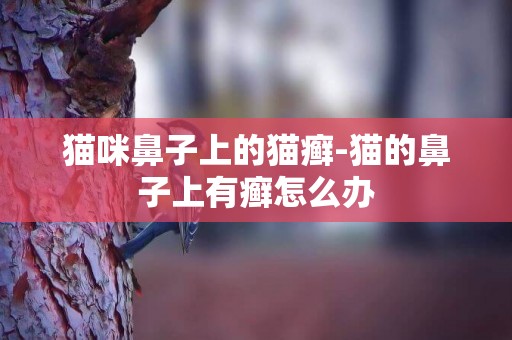 貓咪鼻子上的貓癬-貓的鼻子上有癬怎么辦