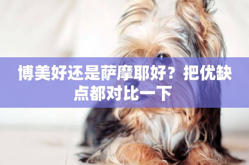 博美好還是薩摩耶好？把優缺點都對比一下 