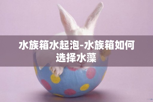 水族箱水起泡-水族箱如何選擇水藻