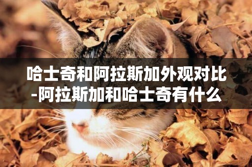 哈士奇和阿拉斯加外觀對比-阿拉斯加和哈士奇有什么不同