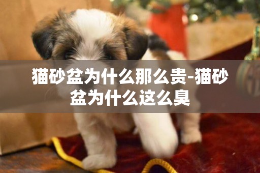 貓砂盆為什么那么貴-貓砂盆為什么這么臭