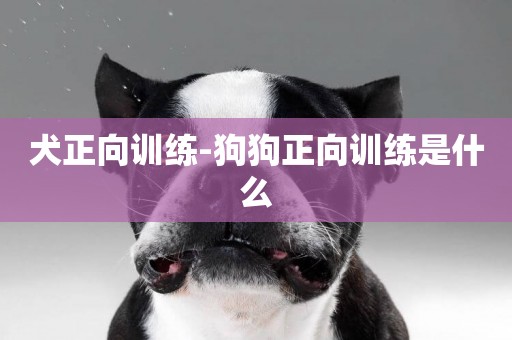 犬正向訓練-狗狗正向訓練是什么
