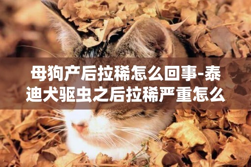 母狗產后拉稀怎么回事-泰迪犬驅蟲之后拉稀嚴重怎么回事