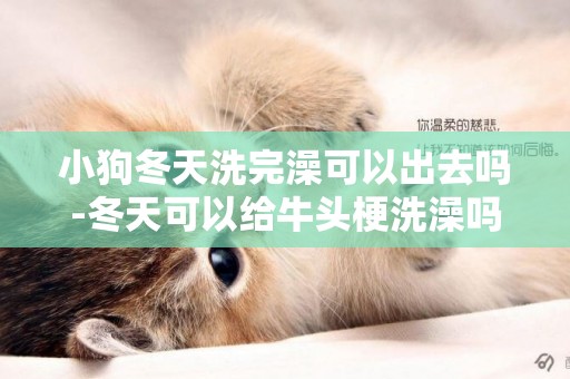 小狗冬天洗完澡可以出去嗎-冬天可以給牛頭梗洗澡嗎
