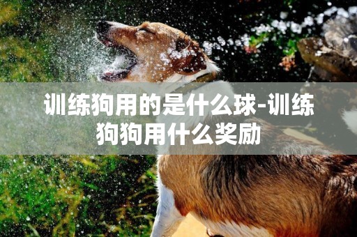 訓練狗用的是什么球-訓練狗狗用什么獎勵