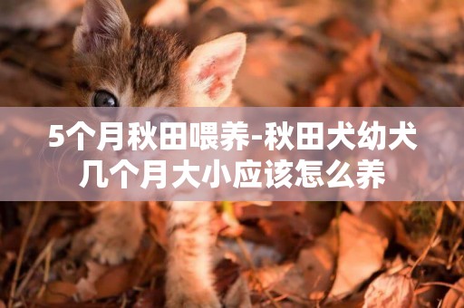 5個月秋田喂養-秋田犬幼犬幾個月大小應該怎么養