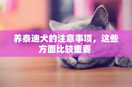 養泰迪犬的注意事項，這些方面比較重要 