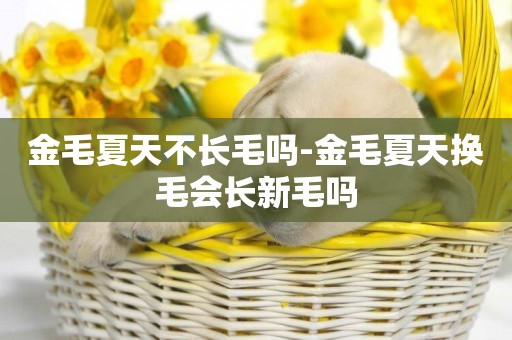 金毛夏天不長毛嗎-金毛夏天換毛會長新毛嗎