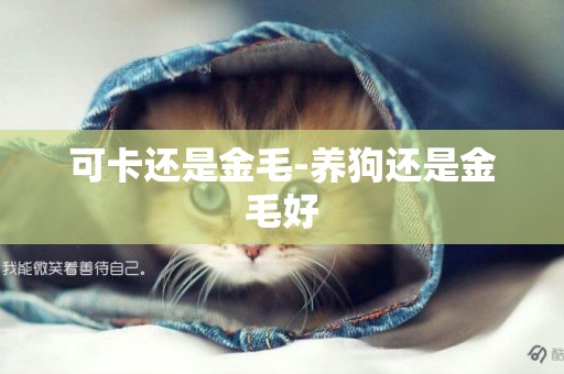 可卡還是金毛-養狗還是金毛好