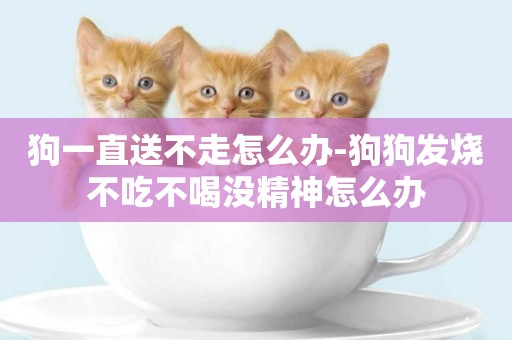 狗一直送不走怎么辦-狗狗發燒不吃不喝沒精神怎么辦